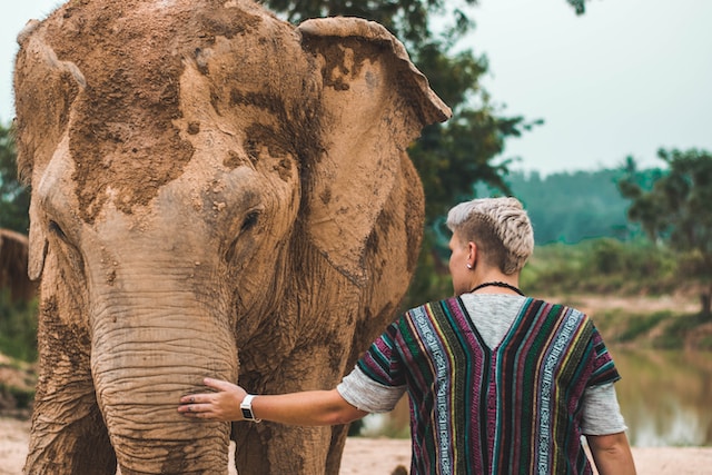 Elephants in Thailand - Things to Do and Visit in Thailand